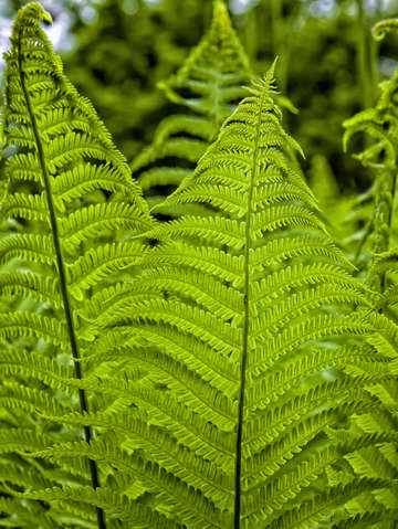 Ferns 5