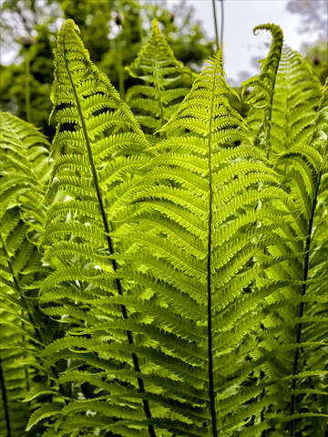 Ferns 6
