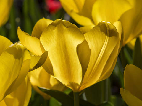 Yellow tulips 2