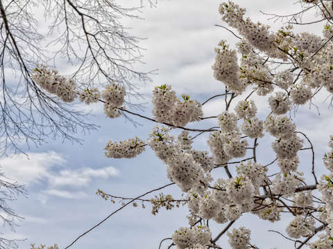 Cherry Blossoms