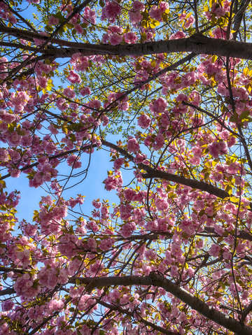 Cherry blossoms 6