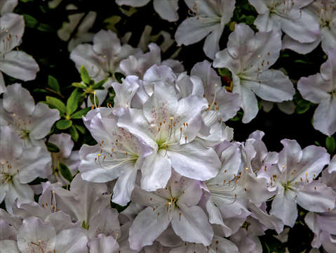 Spring flowers 4