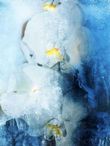 Orchids in ice