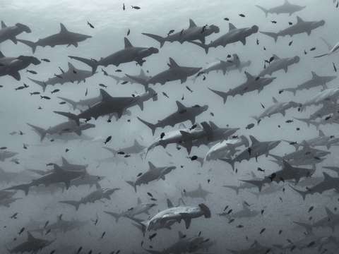 Shark party