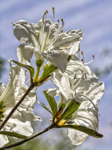 Flowers and sky