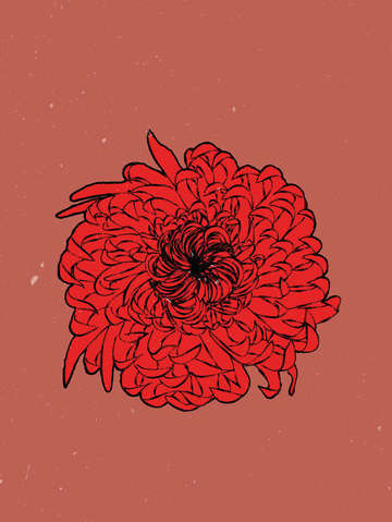 Chrysanthemum