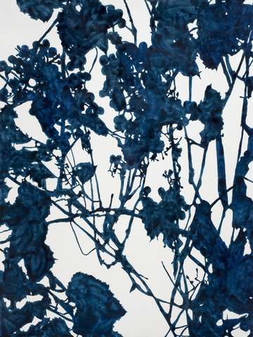 Blue grape vines
