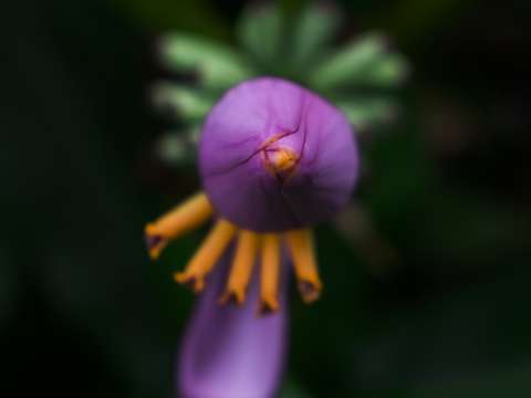 Purple flower 6