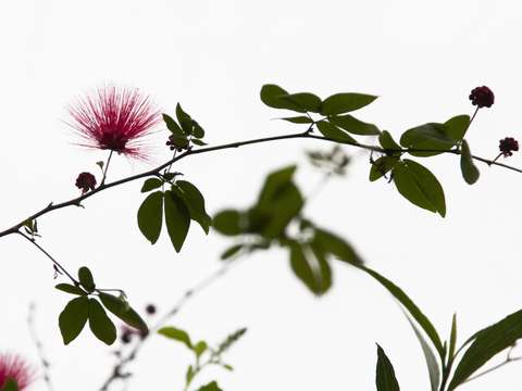 Nature lines
