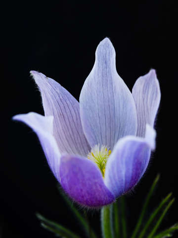 Pasque flower on black