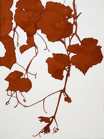 Red grape leaves