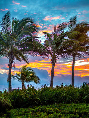 Palms i