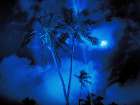 Palms ii