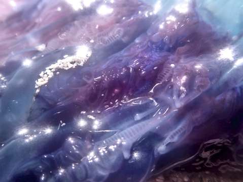 Jellyfish