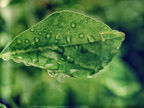 Rain fall ii