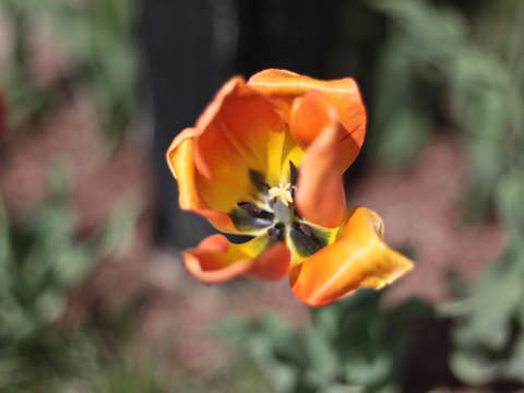Orange tulip in colorado