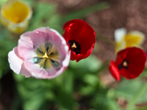 Pink and red tulips in colorado