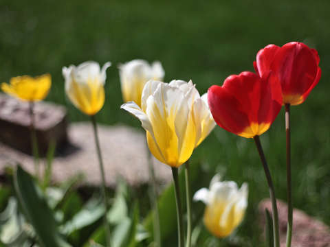 Red and yellow tulips in colorado
