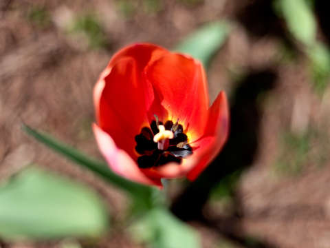 Red tulip in colorado 2