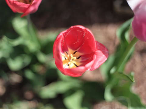 Red tulip in colorado