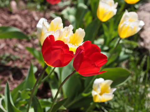 Red white and yellow tulips in colorado 2