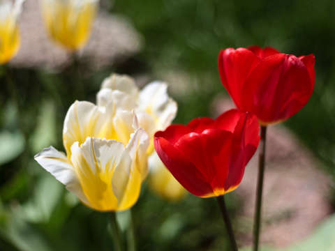 White yellow and red tulips in colorado