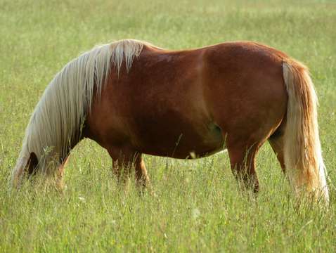 Horses head
