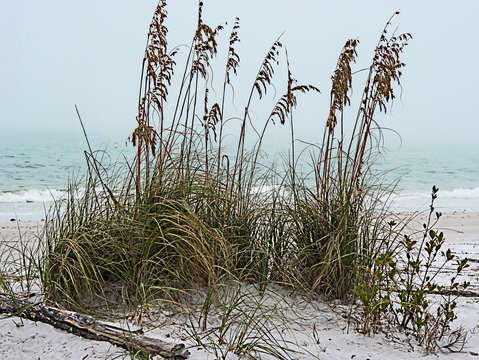Sea oats in light fog