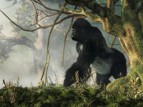 Welcome to the jungle