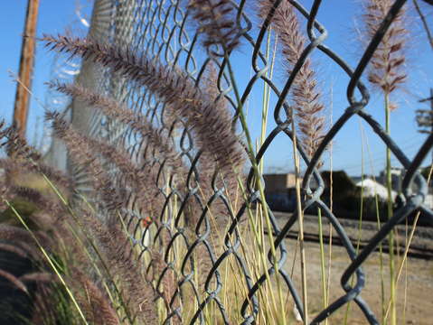 Fenced in