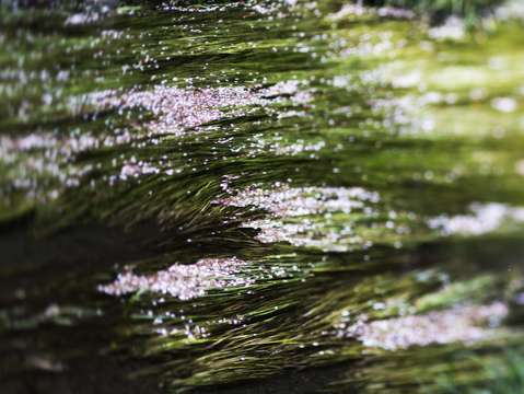 River grass and cherry blossoms