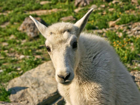 Baby mountain goat