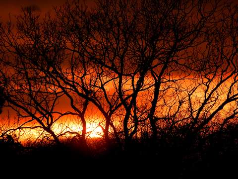 Fire in the woods