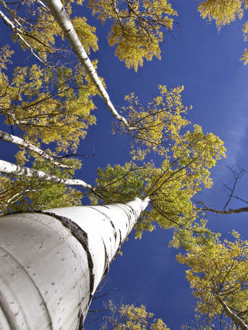 Bright green leaves on aspen trees