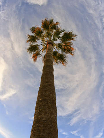 California palm tree