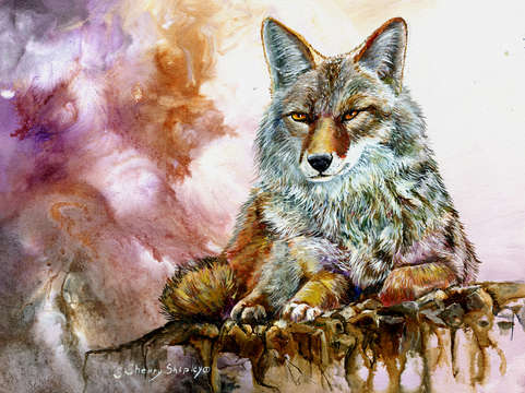 Coyote 2