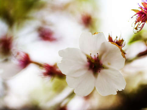 Sakura in wind