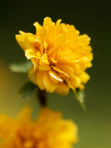 Happy flower kerria japonica