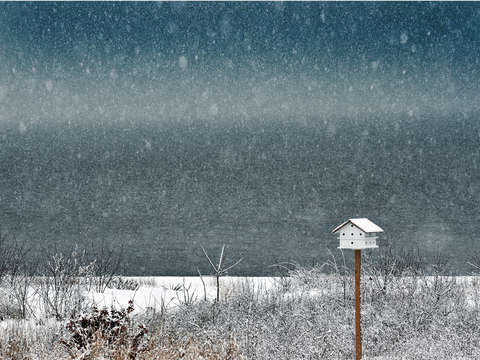 Bird house