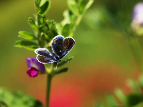 Butterfly on sweet pea