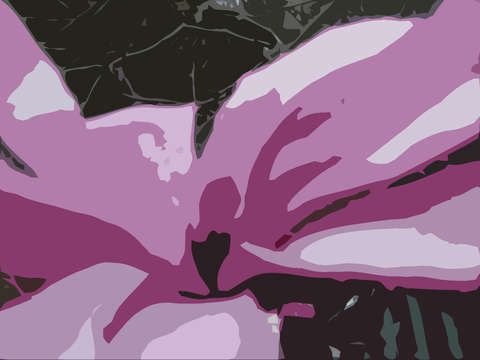 Pink magnolia bloom
