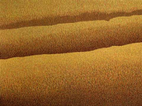 Grassland 74