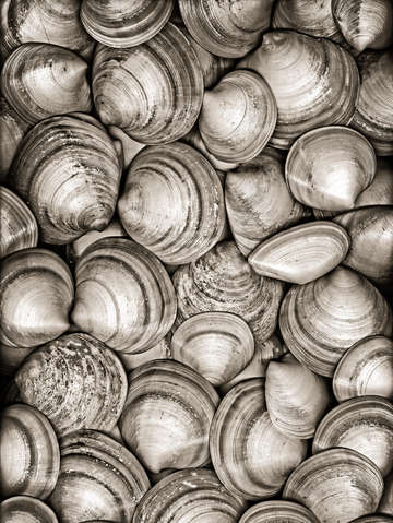 Cockles