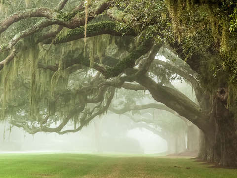 Sweeping branches
