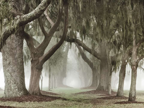 Avenue of oaks morning