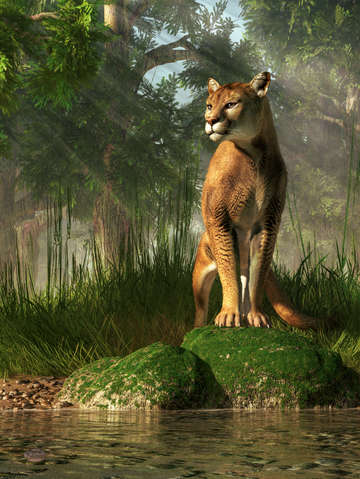 Florida panther