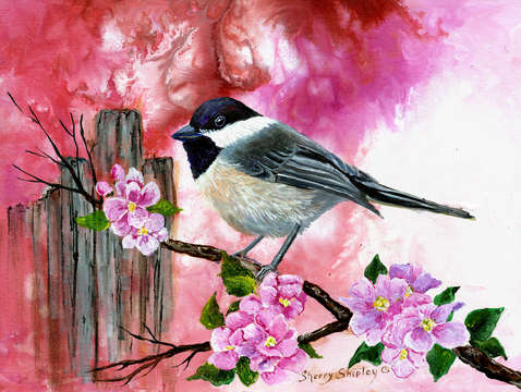 Chickadee with apple blossoms