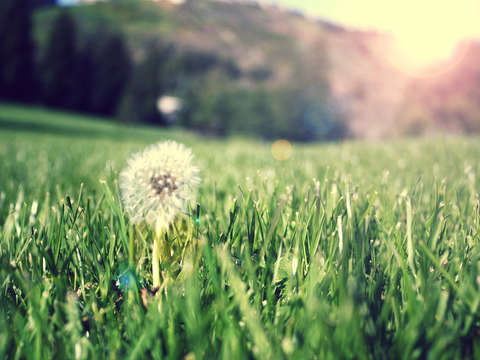 Just a Weed