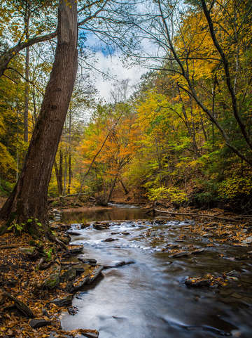 Stream in fall