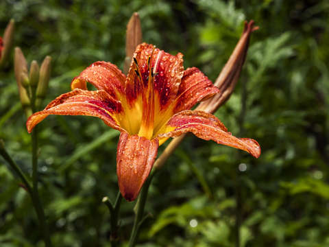 Lily and raindrops